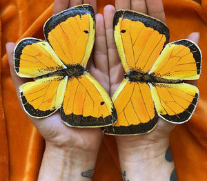 Lg Orange Sulphur Butterfly Earrings